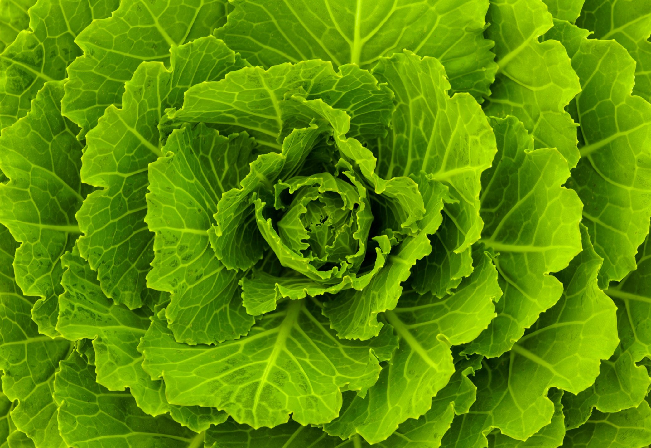 Cabbage Treatment for Engorgement Chesapeake Regional Healthcare